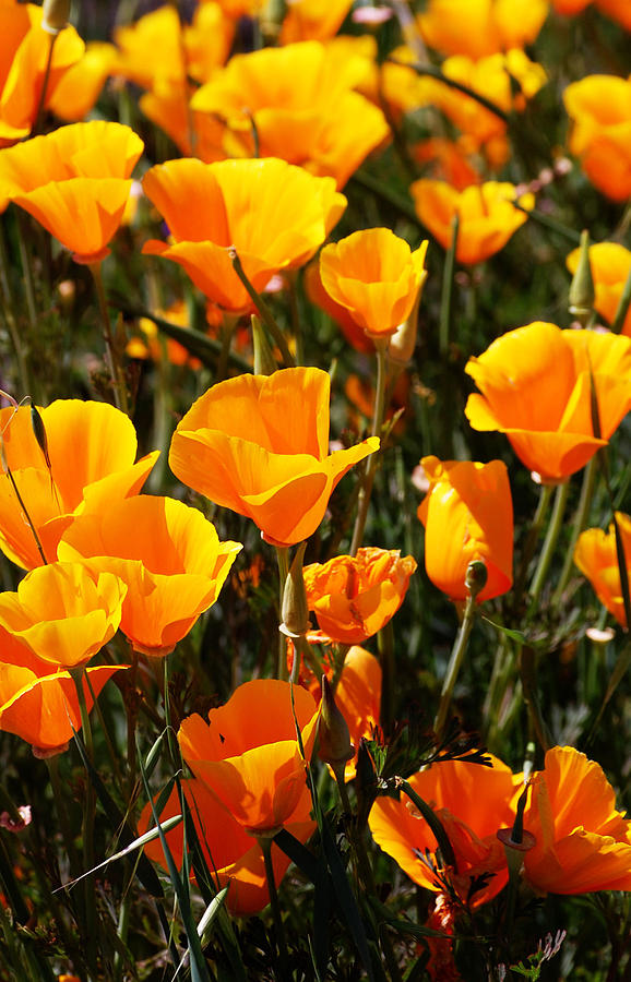 CA Poppies Photograph by Holly Blunkall