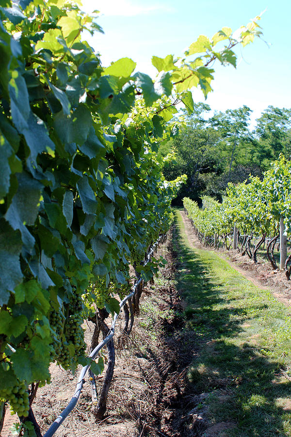 Cab Franc Photograph by Amy Fregoso - Fine Art America