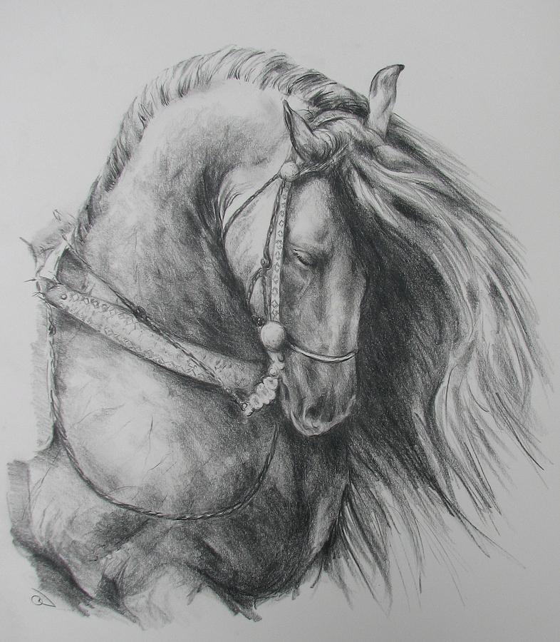 Caballo Gris Drawing by Claire Bartlett