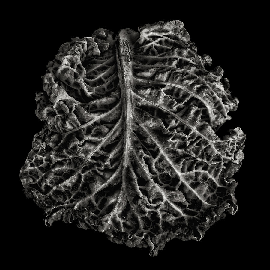 Cabbage Brain Photograph by Robert Woodward