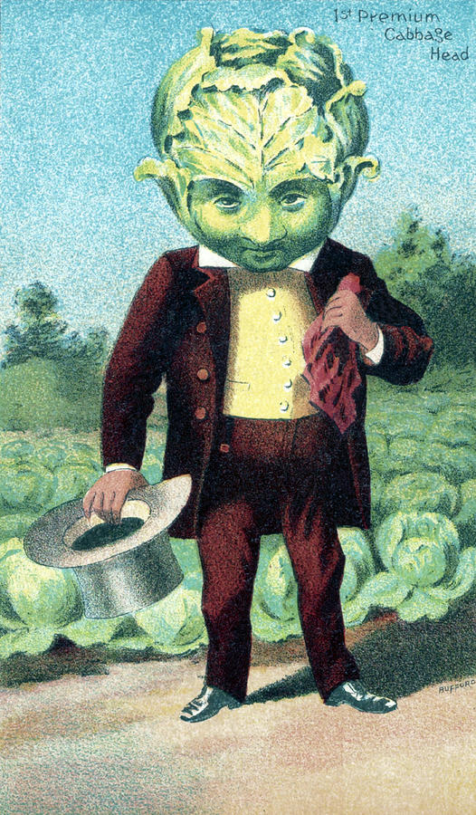 Cabbage, Bufford Vegetable Card, 1887 Photograph by Science Source