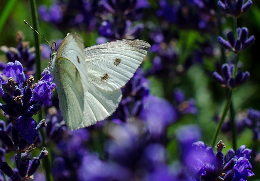 Butterfly Photograph - Cabbage Butterfly on Blue Flowers by Jordan Blackstone