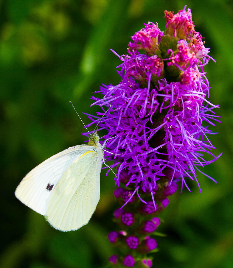 Cabbage Butterfly Photograph by Tom Goldsmith - Fine Art America