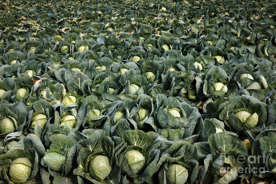 Cabbage Photograph - Cabbage Farm by Robert Bales