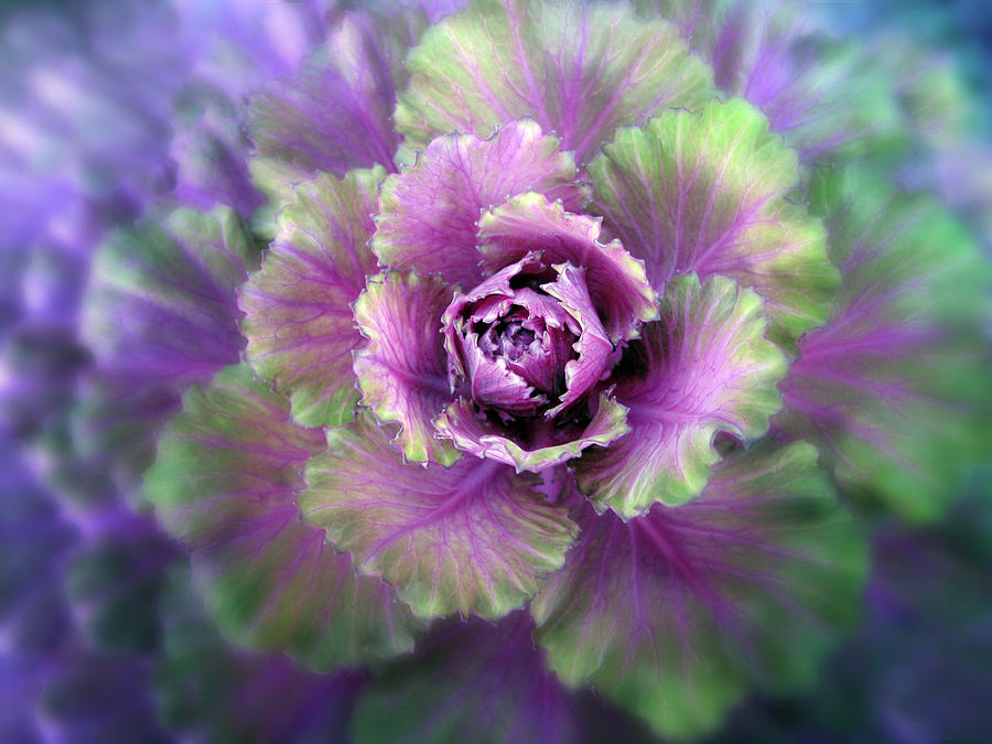 Cabbage Photograph - Cabbage Flower by Jessica Jenney