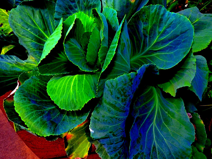 Cabbage Gone Wild Photograph by Susan Duda