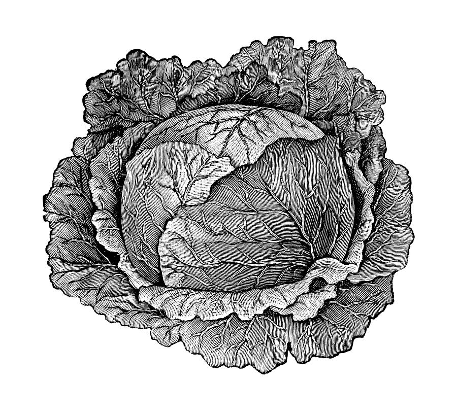Cabbage Head Illustration | Vintage Farmer Garden Vegetable Clipart Photograph by Nicoolay