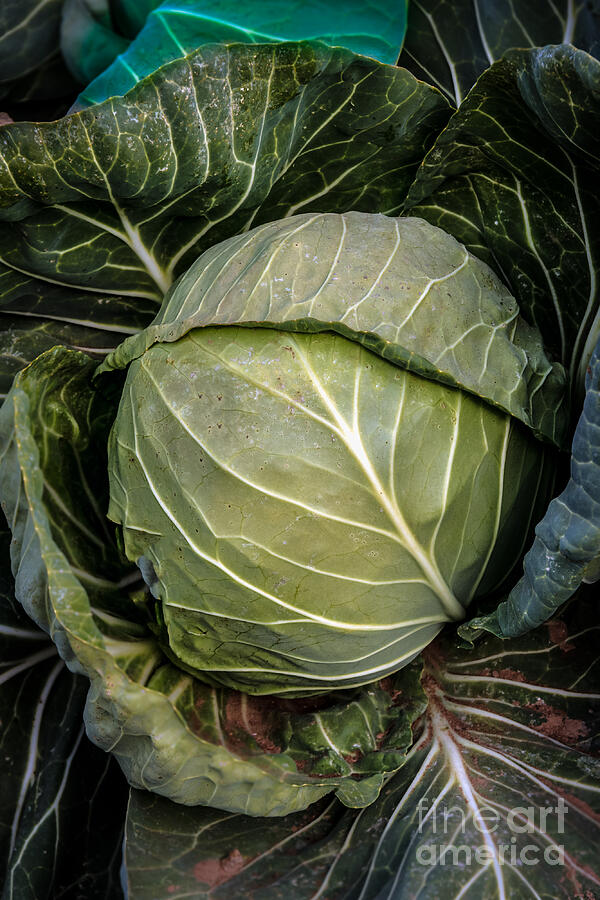 Cabbage Photograph - Cabbage Head by Robert Bales