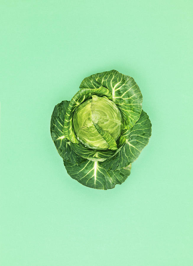 Cabbage Photograph by Henrik Sorensen