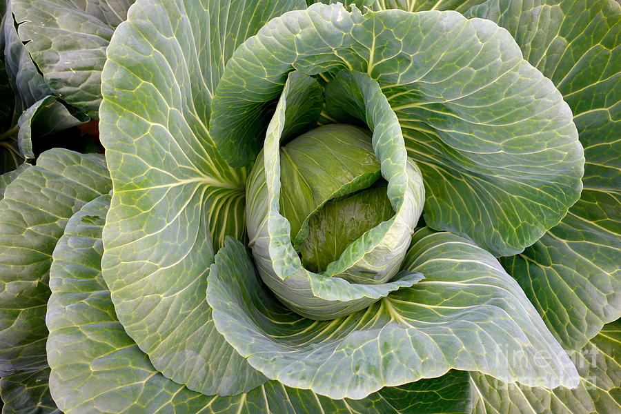 Cabbage Photograph - Cabbage by Jacqueline Athmann