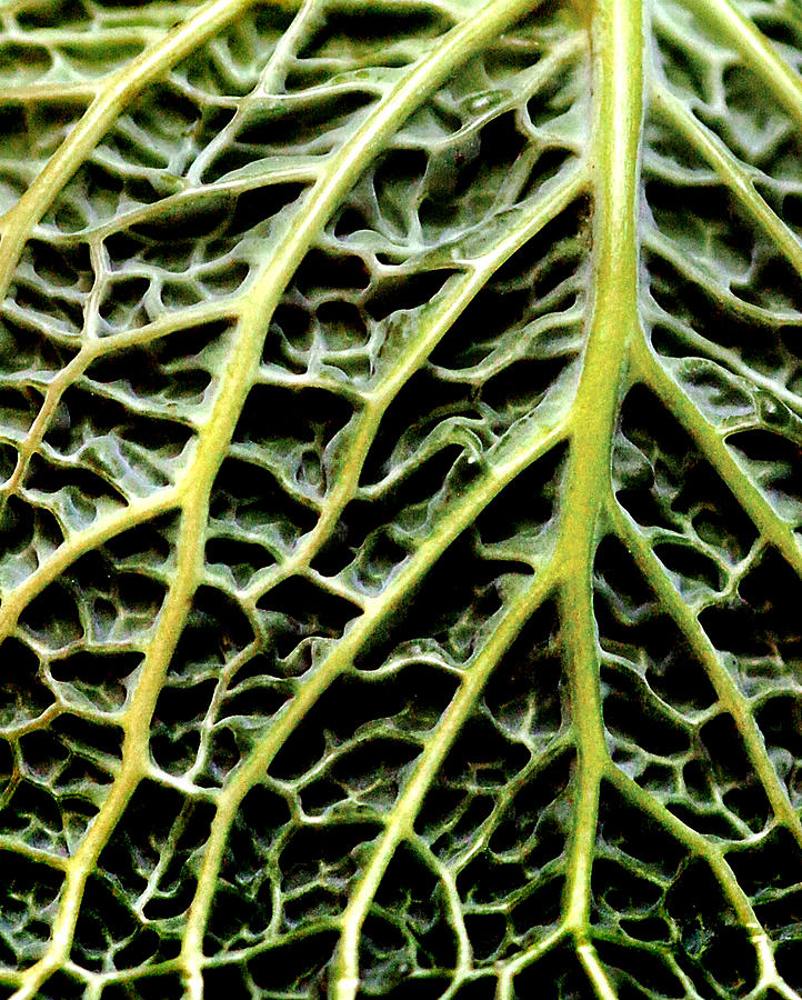 Cabbage Leaf Photograph