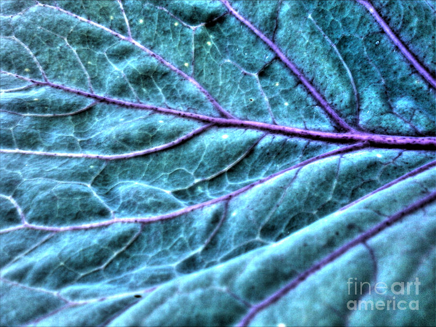 Cabbage Leaf Photograph by Nina Ficur Feenan