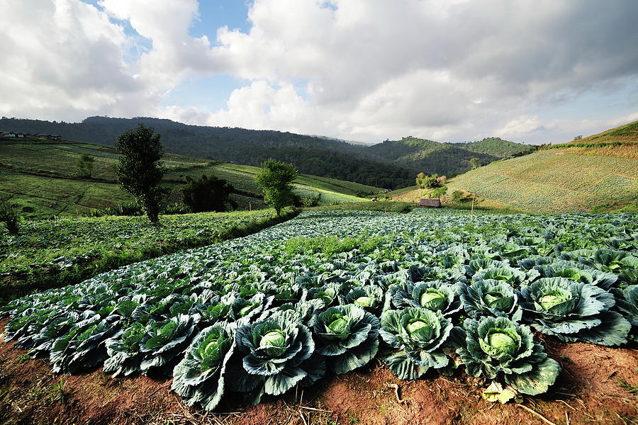 Cabbage Photograph by Pailoolom