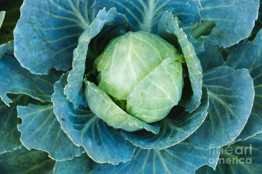 Cabbage Painterly Photograph by Andee Design