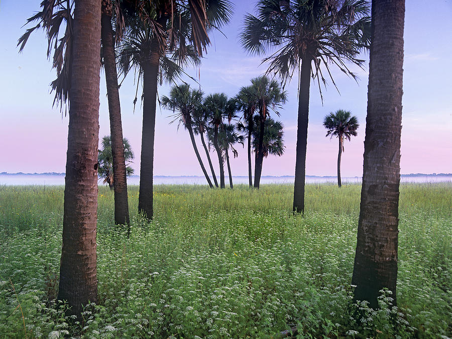 Cabbage Palm Meadow Florida Photograph by Tim Fitzharris