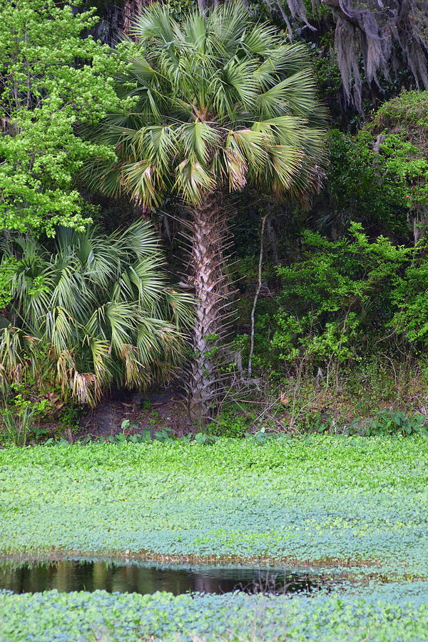 Cabbage Palm Pond Photograph by Sheri McLeroy