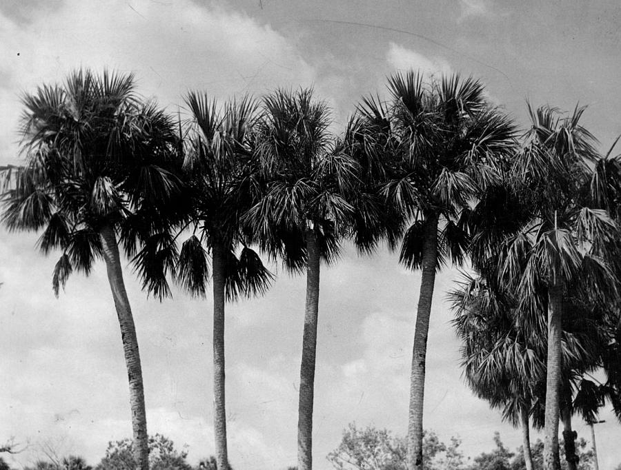 Vintage Photograph - Cabbage Palm Trees by Retro Images Archive