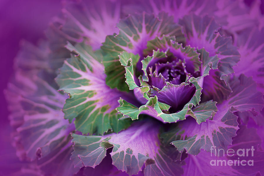 Cabbage Patch Photograph by Judi Bagwell