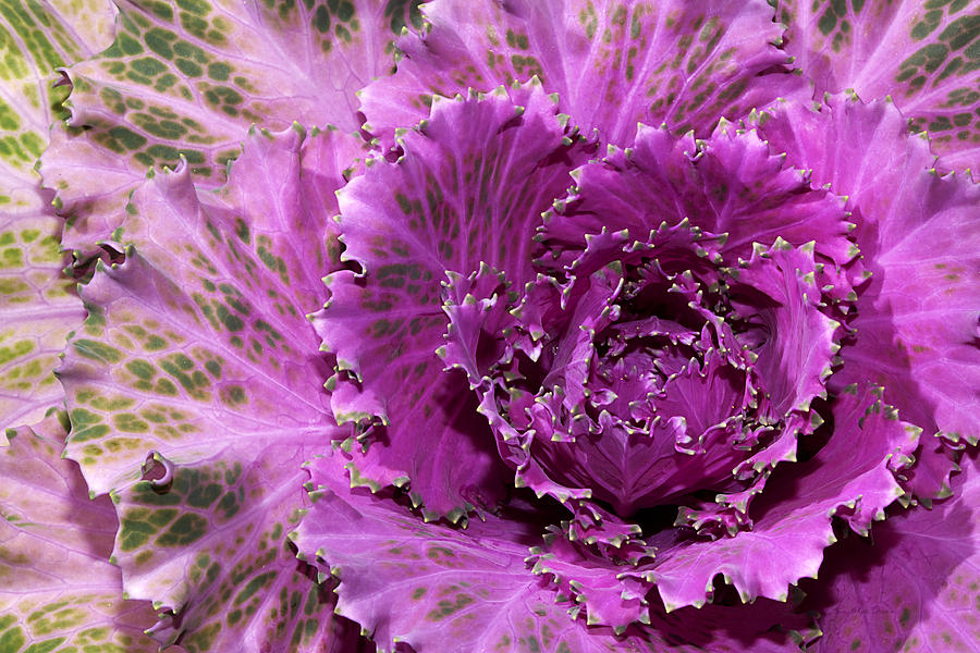Cabbage Perfection Photograph by Phyllis Denton