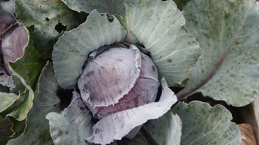 Cabbage Photograph - Cabbage by Rob Luzier