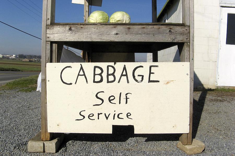 Cabbage Self Service Photograph by Tana Reiff