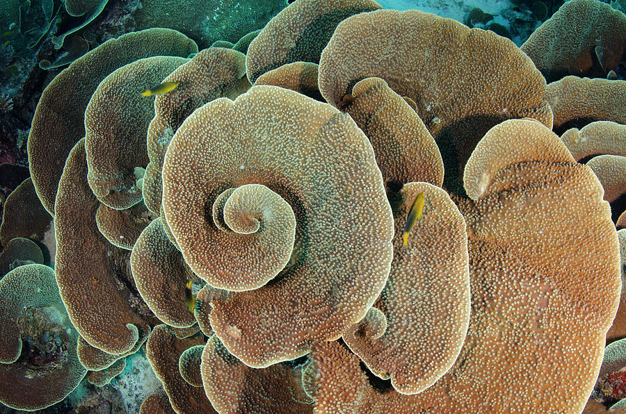 Pattern Photograph - Cabbage Sheet Coral (agaricia by Pete Oxford