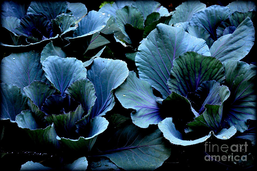 Cabbage Photograph by Tatyana Searcy