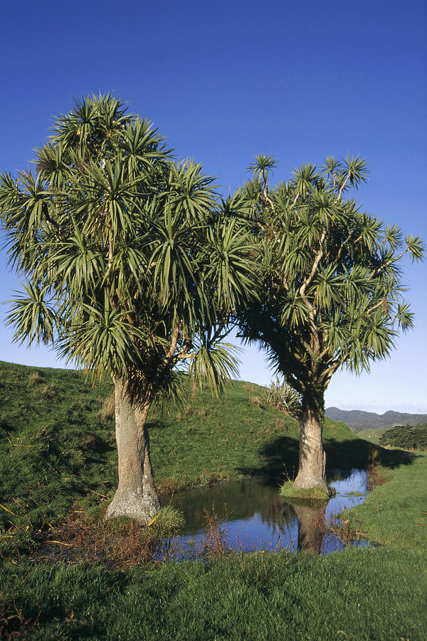 Cabbage Tree Pair New Zealand Photograph by Tui De Roy