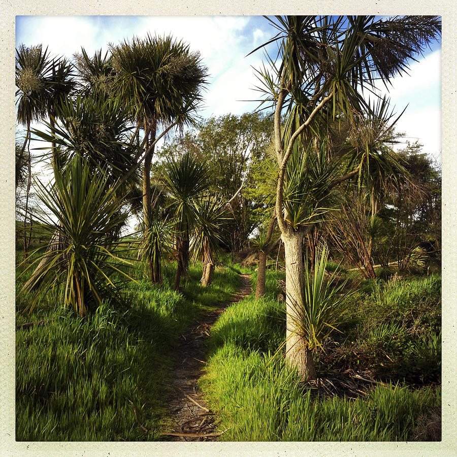 Cabbage trees Photograph by Les Cunliffe