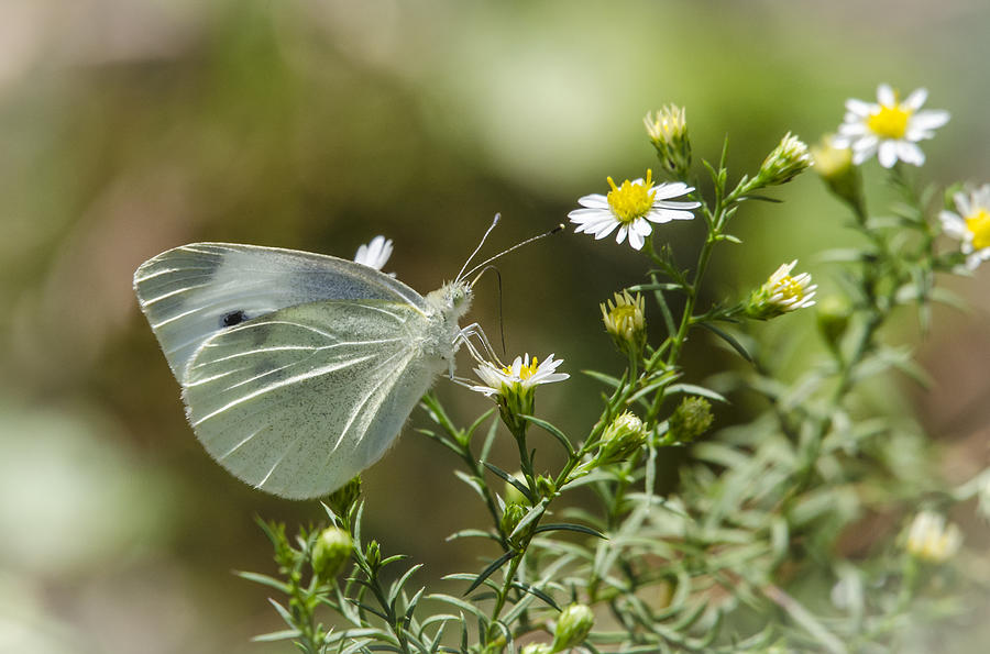 Cabbage White Butterfly 2 Photograph by Bradley Clay