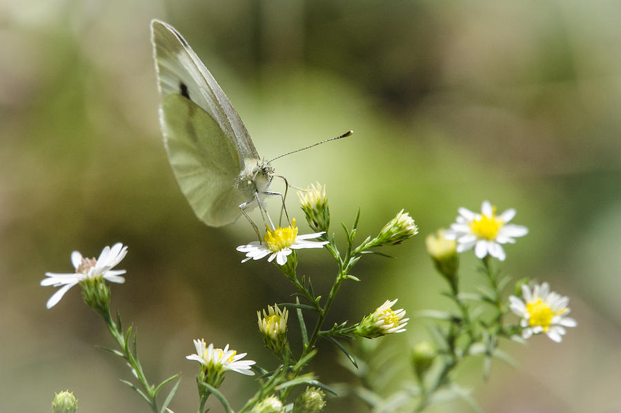 Cabbage White Butterfly Photograph by Bradley Clay