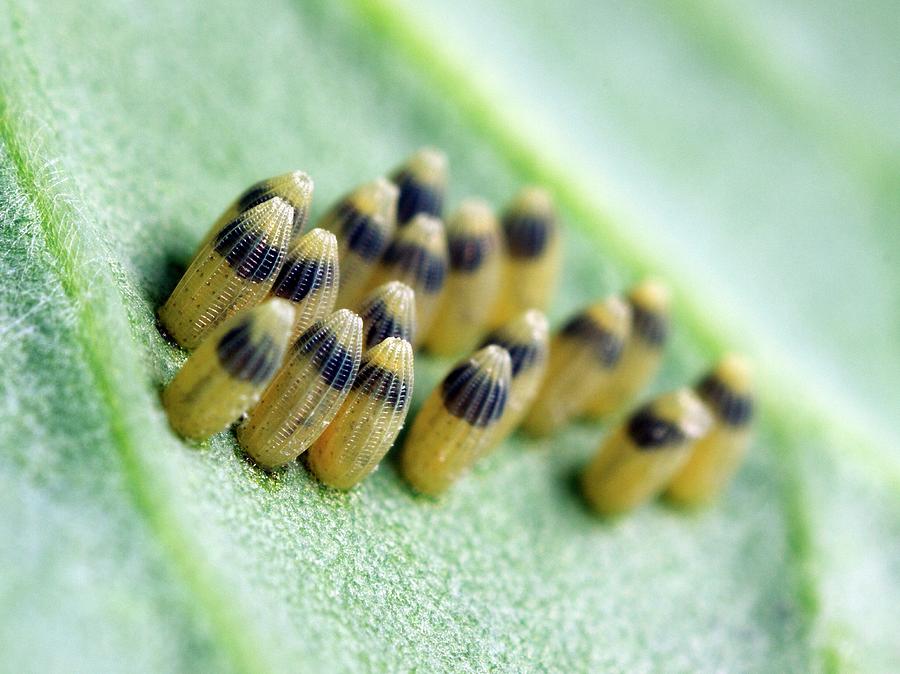 Cabbage White Butterfly Eggs Photograph by Dr Jeremy Burgess/science Photo Library