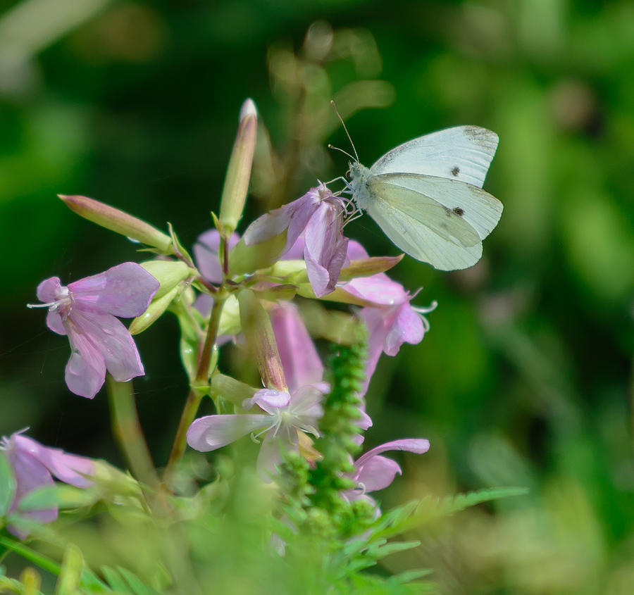 Cabbage White Butterfly Photograph by James Canning