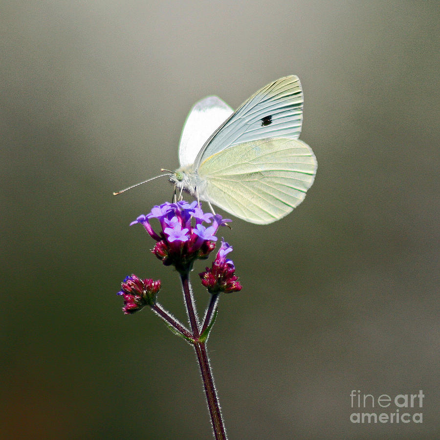 Cabbage White Butterfly Photograph by Karen Adams