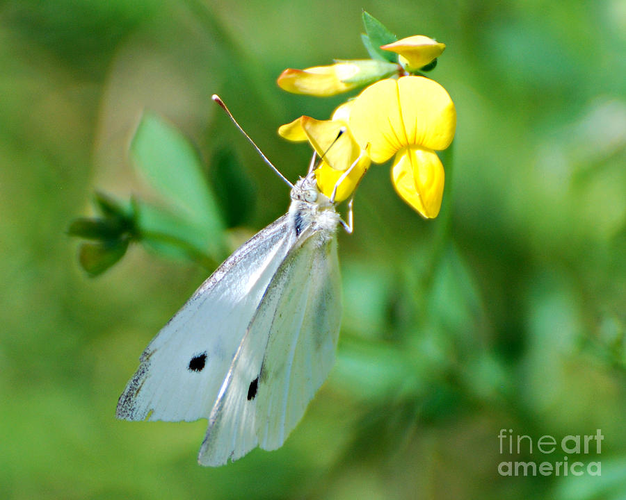 Cabbage White Butterfly Photograph by Lila Fisher-Wenzel