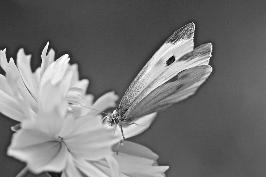 Cabbage White Butterfly on Cosmos - Black and White Photograph by Carol Senske