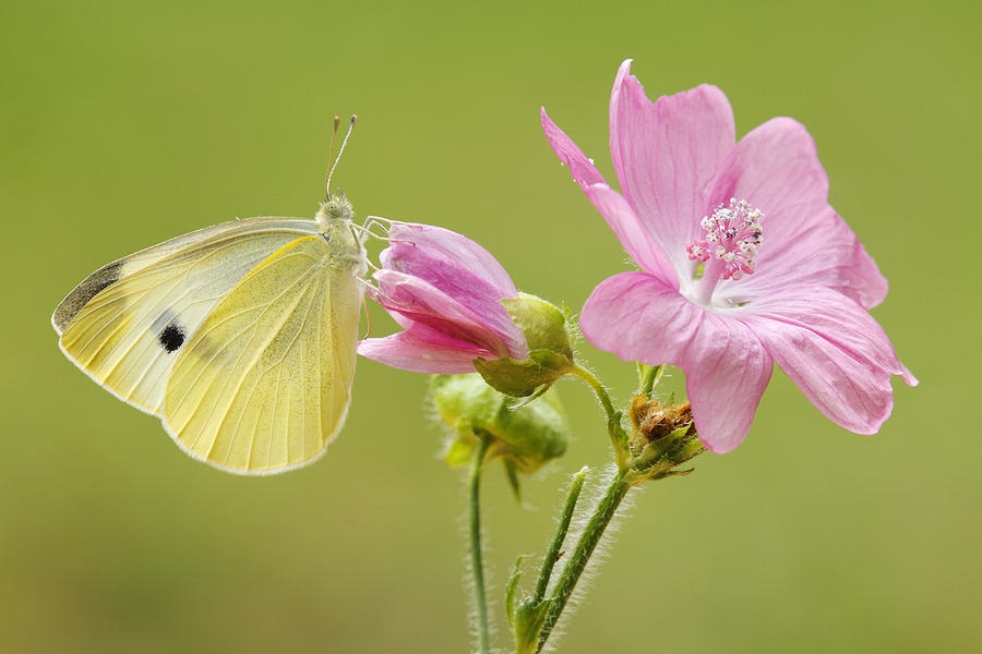 Cabbage White Butterfly On Flower Photograph by Silvia Reiche