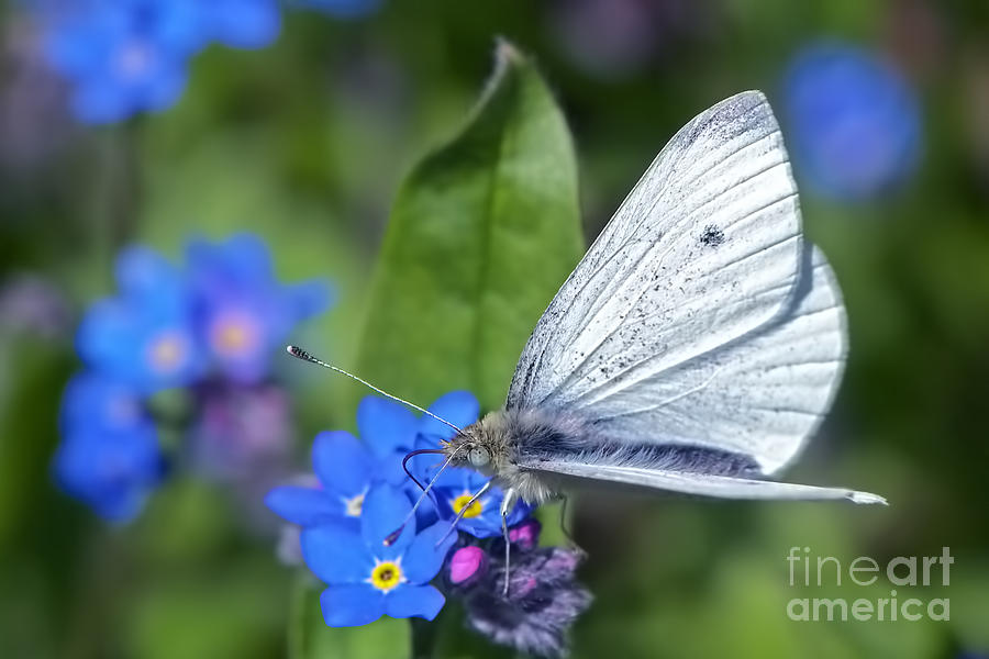 Butterfly Photograph - Cabbage White Butterfly on Forget-Me-Not by Sharon Talson