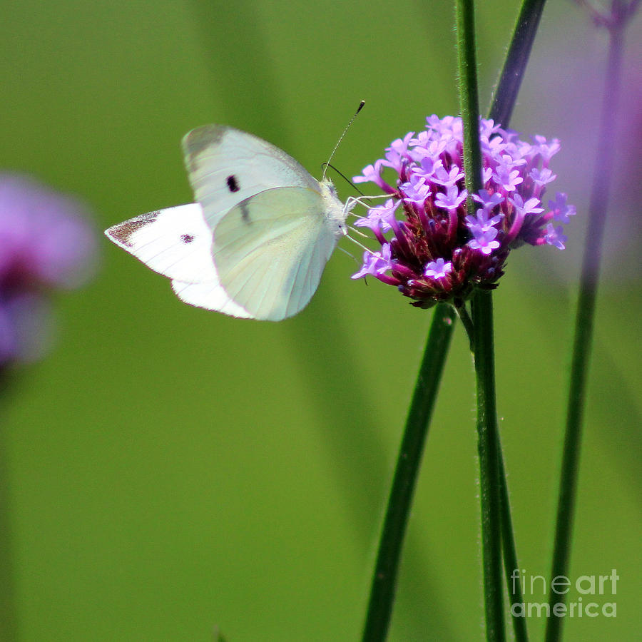 Cabbage White Butterfly on Verbena Square Photograph by Karen Adams