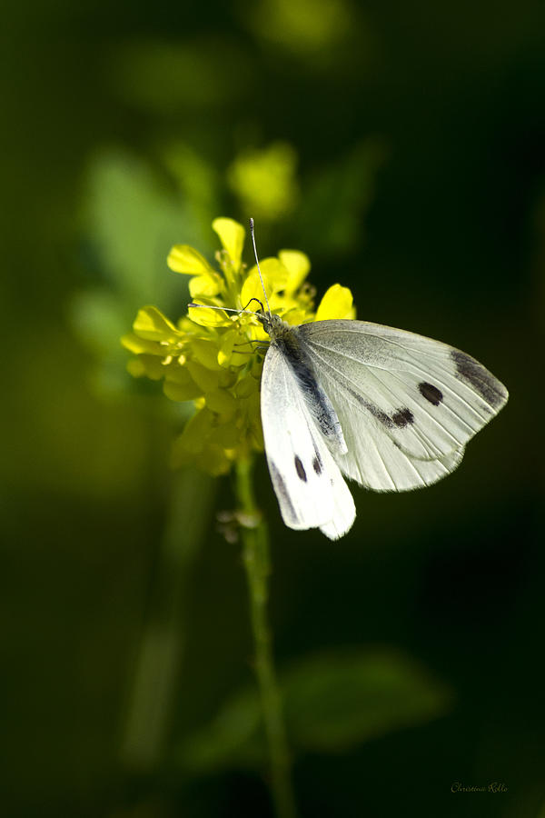 Cabbage White Butterfly On Yellow Flower Photograph by Christina Rollo