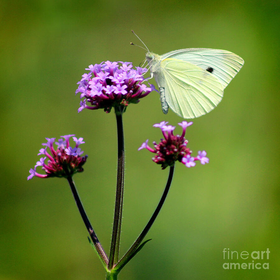 Cabbage White Butterfly Square Photograph by Karen Adams