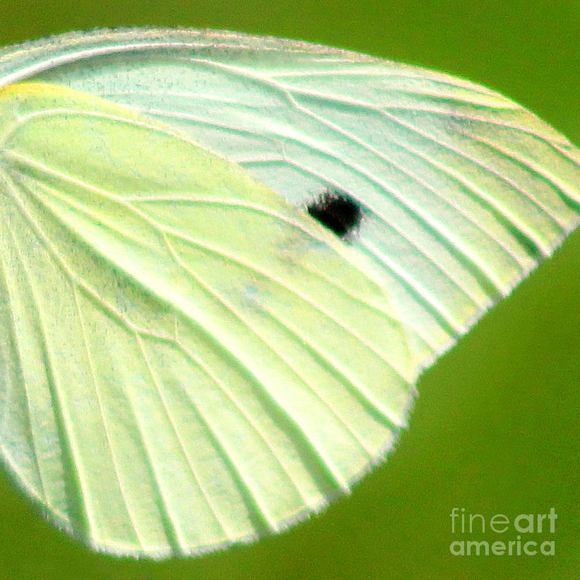 Cabbage White Butterfly Wing Square Photograph by Karen Adams