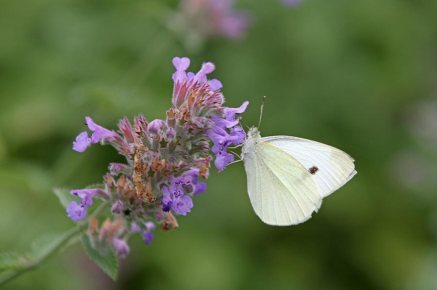 Cabbage White Photograph by Juergen Roth