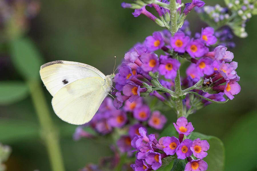 Cabbage White On Butterfly Bush Photograph by Richard and Susan Day ...