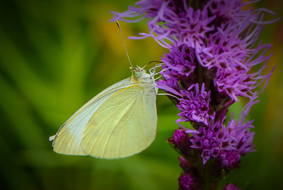 Cabbage White on Liatris Photograph by Robert Mitchell