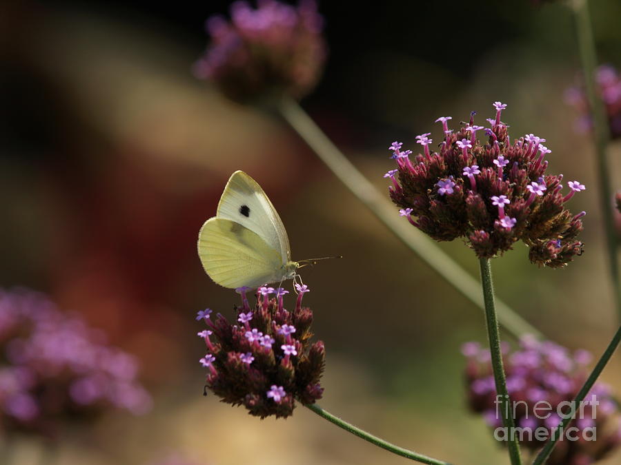 Cabbage White on Purpletop Vervain Photograph by Anna Lisa Yoder