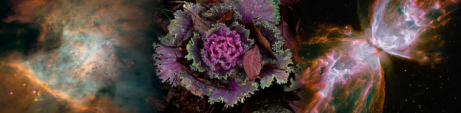 Cabbage Photograph - Cabbage With Butterfly Nebula by Panoramic Images