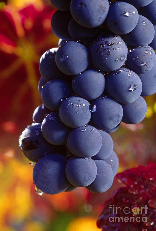 Cabernet Cluster with Dew Photograph by Craig Lovell