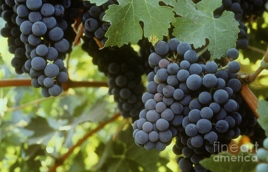Cabernet Sauvignon Clusters Photograph by Craig Lovell