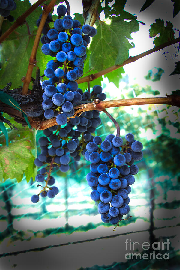 Cabernet Sauvignon Grapes Photograph by Robert Bales